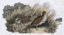 Partridge