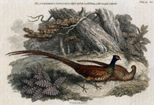 Pheasant