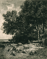 Landscape with Sheep