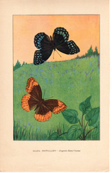 DIANA FRITILLARY