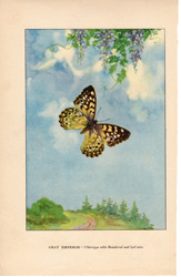 PEARL CRESCENT