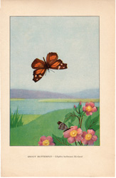 SNOUT BUTTERFLY