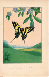 ZEBRA SWALLOWTAIL