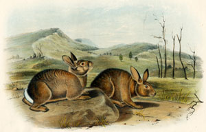 Bachman's Hare