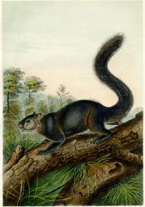 Dusky Squirrel