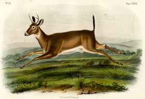 Long-tailed Deer
