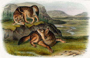 Prairie Wolf