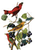 Audubon's Birds of American first edition prints