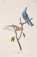 Arctic Bluebird