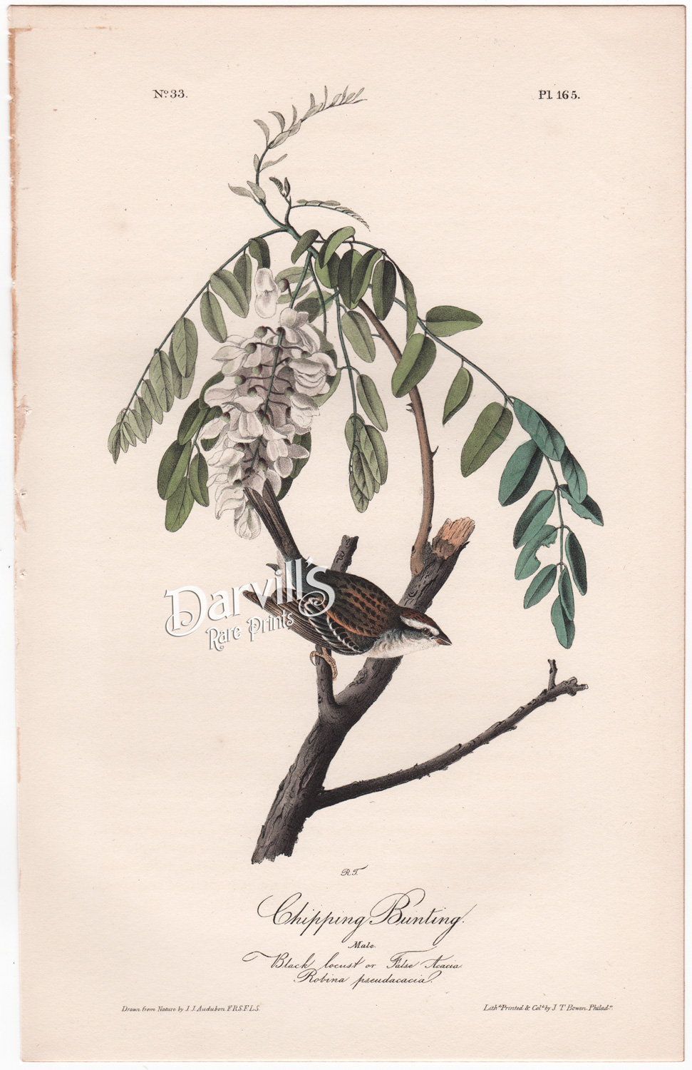Audubon first edition Chipping Bunting, plate 165