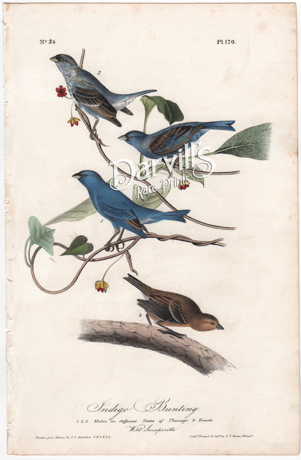 Indigo Bunting Audubon plate 170