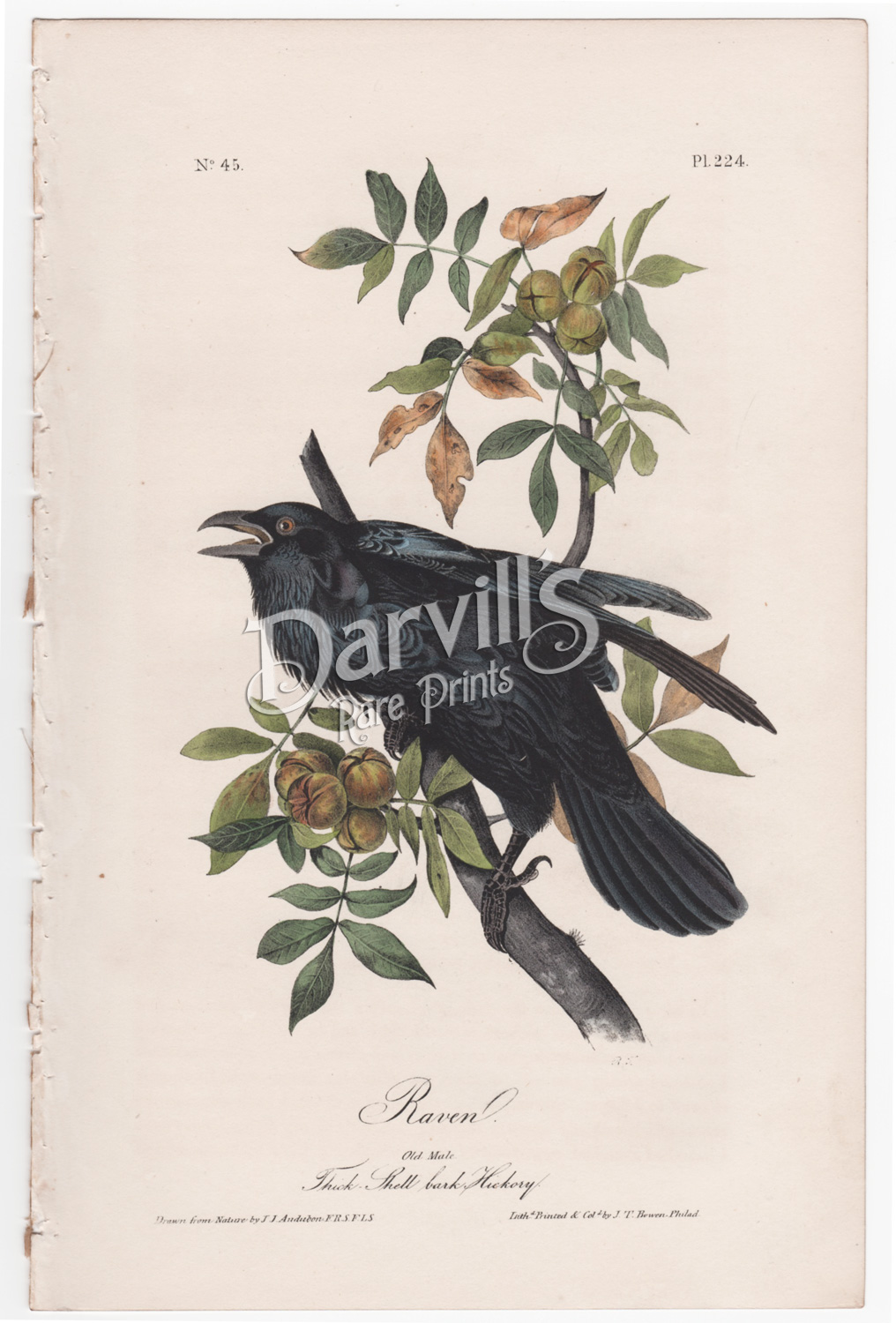 Raven plate 224 first edition royal octavo audubon