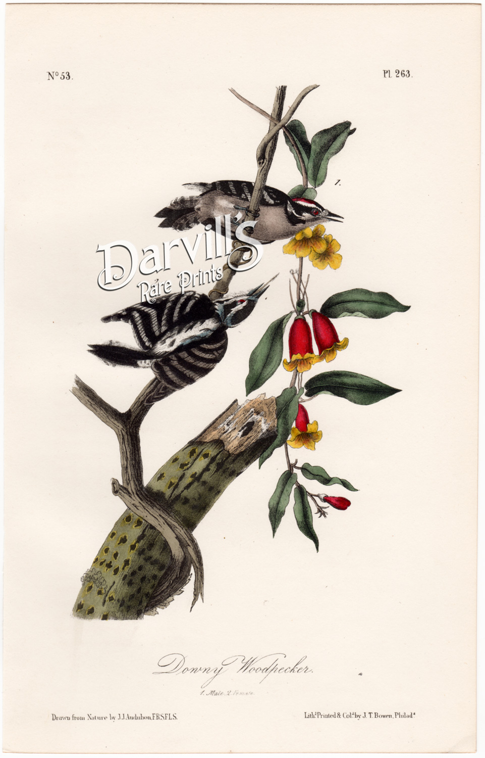 Audubon Mango Hummingbird plate 251 first edition