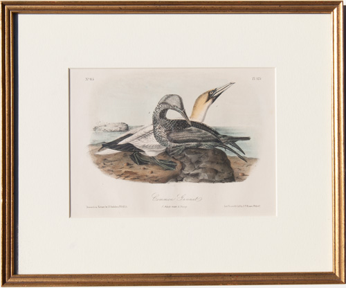 Common Gannet
Pl. 425 (matted/framed)