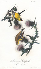 American Goldfinch