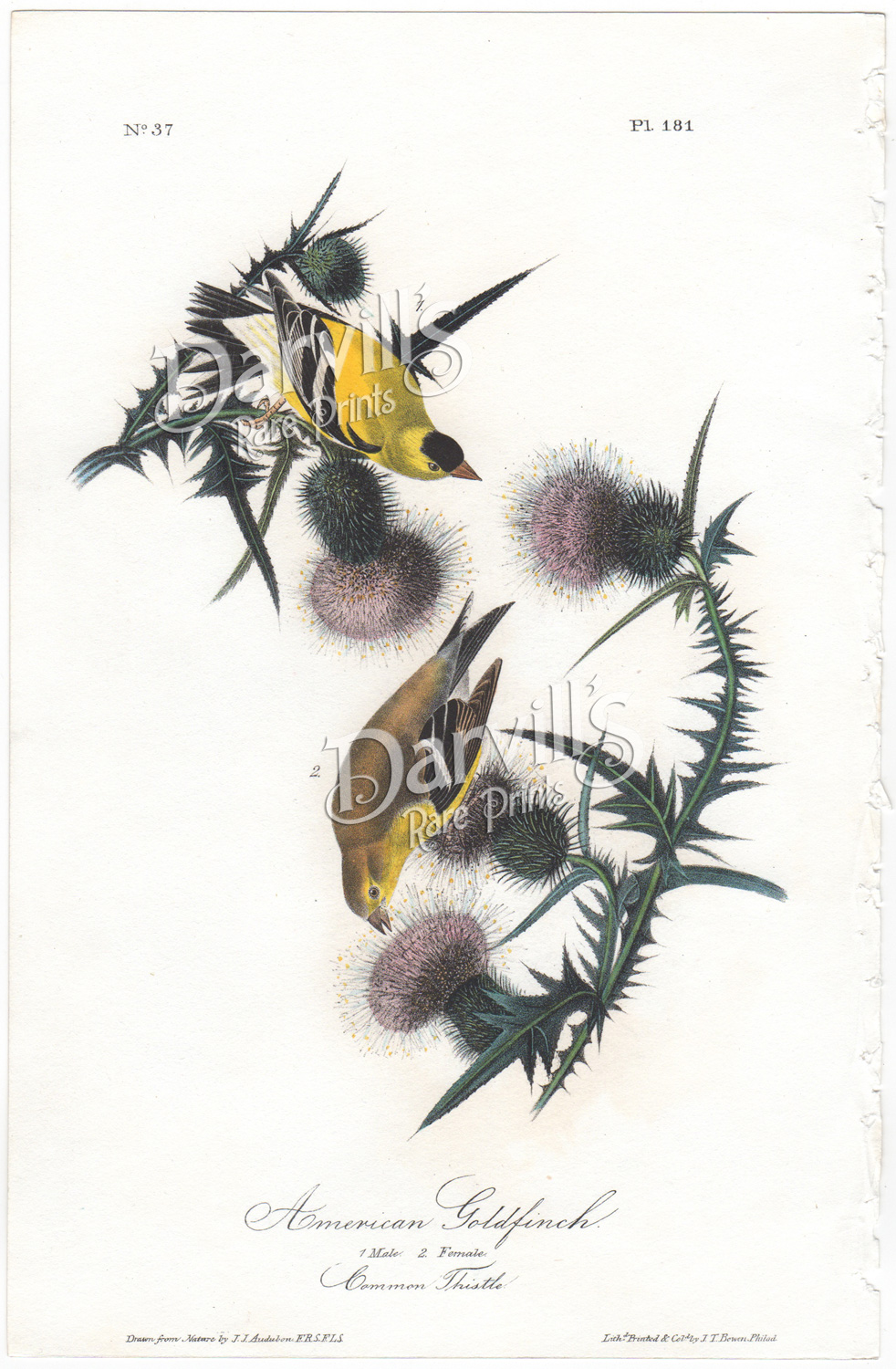 Yarrell's Goldfinch