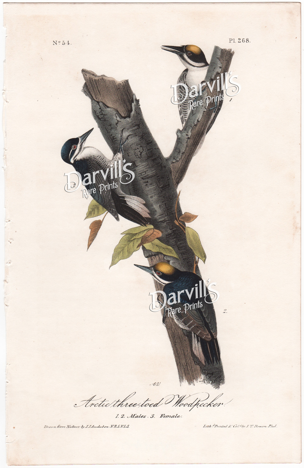 Arctic three-toed Woodpecker plate 268