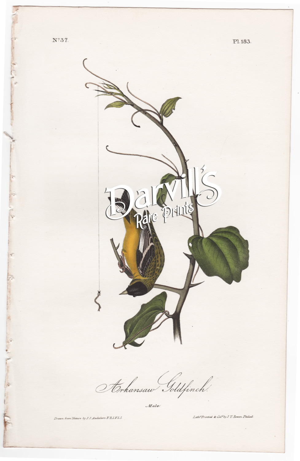 Arkansaw Goldfinch