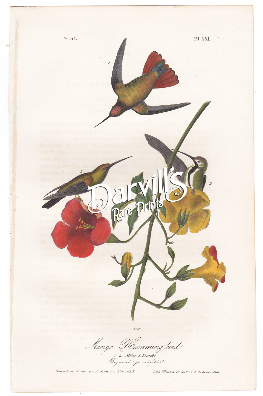 Audubon Mango Hummingbird plate 251 first edition