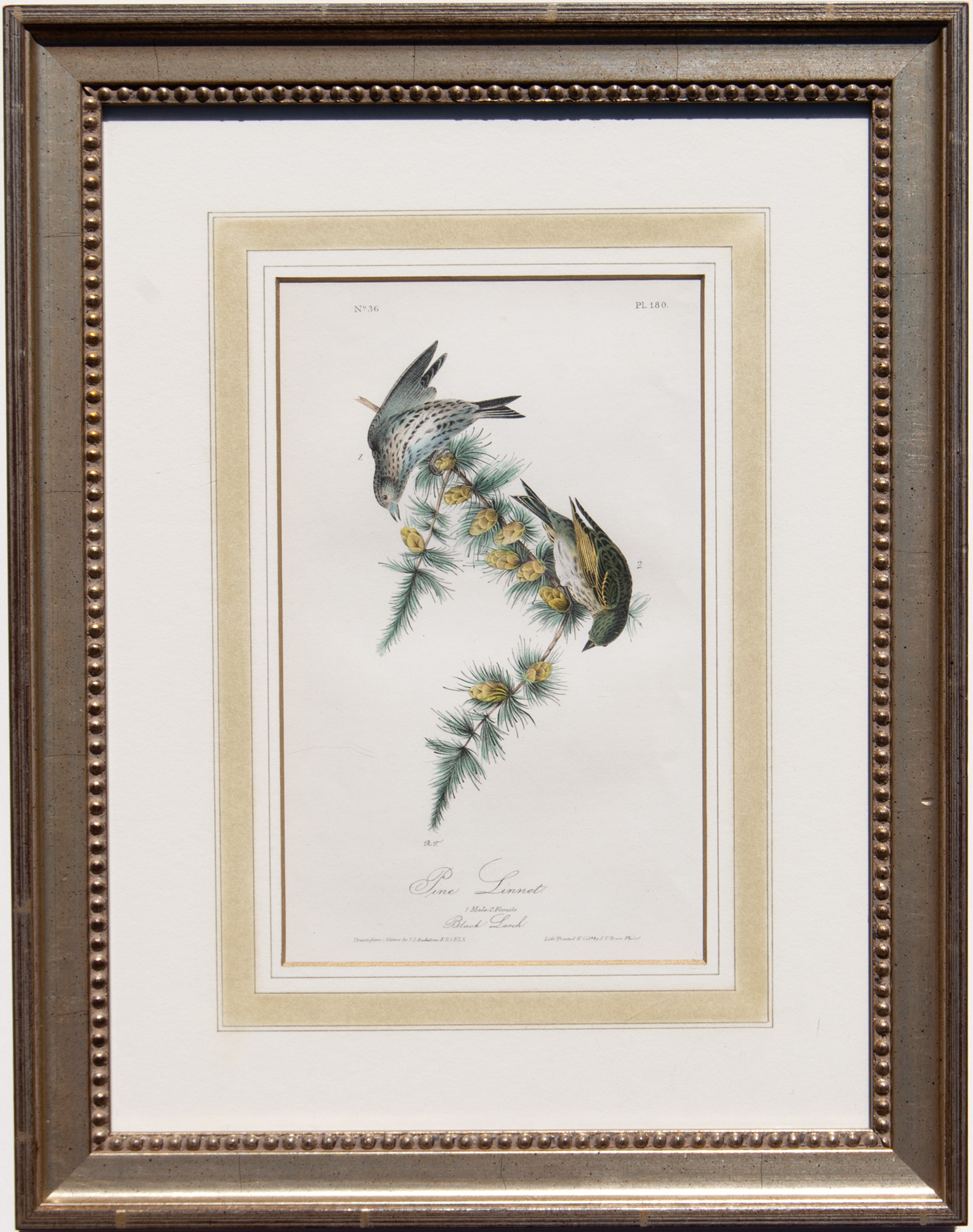 Pine Linnet, plate 180 framed