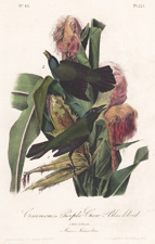 Common, or Purple Crow-Blackbird