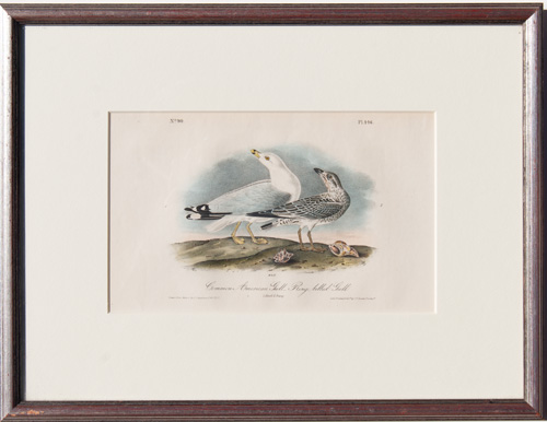 Common American Gull Ring-billed Gull