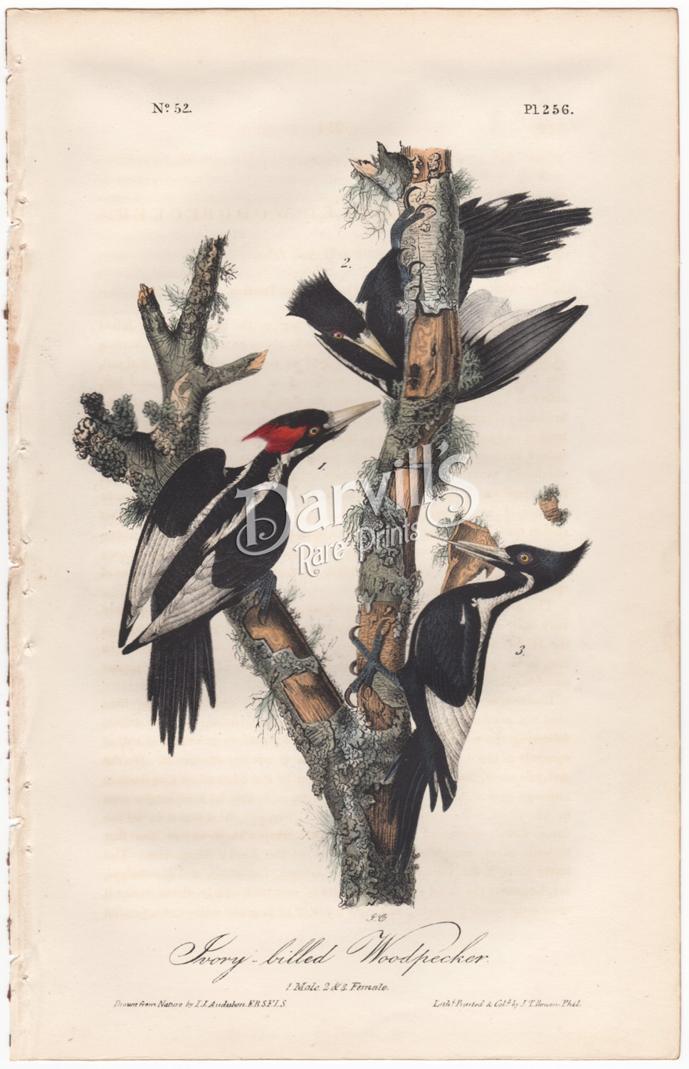 Audubon first edition Ivory-billed Woodpecker plate 256