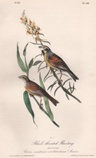 Chestnut-collared Lark Bunting