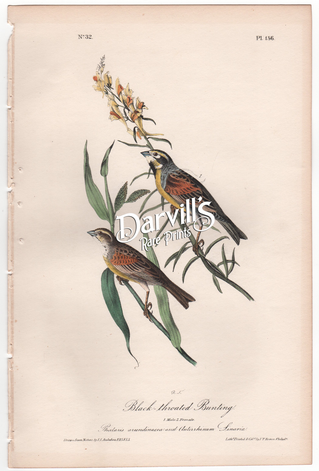 Audubon first edition Black-throated Bunting plate 156