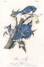 Blue Jay