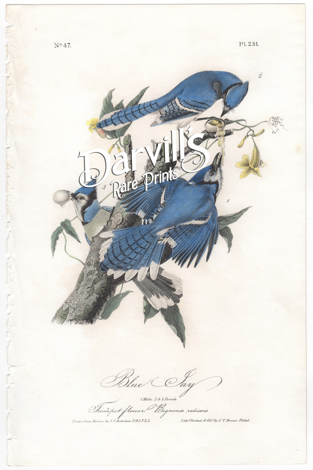 Blue Jay first edition plate 231