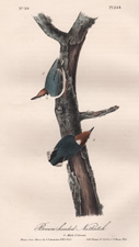 Brown-headed Nuthatch