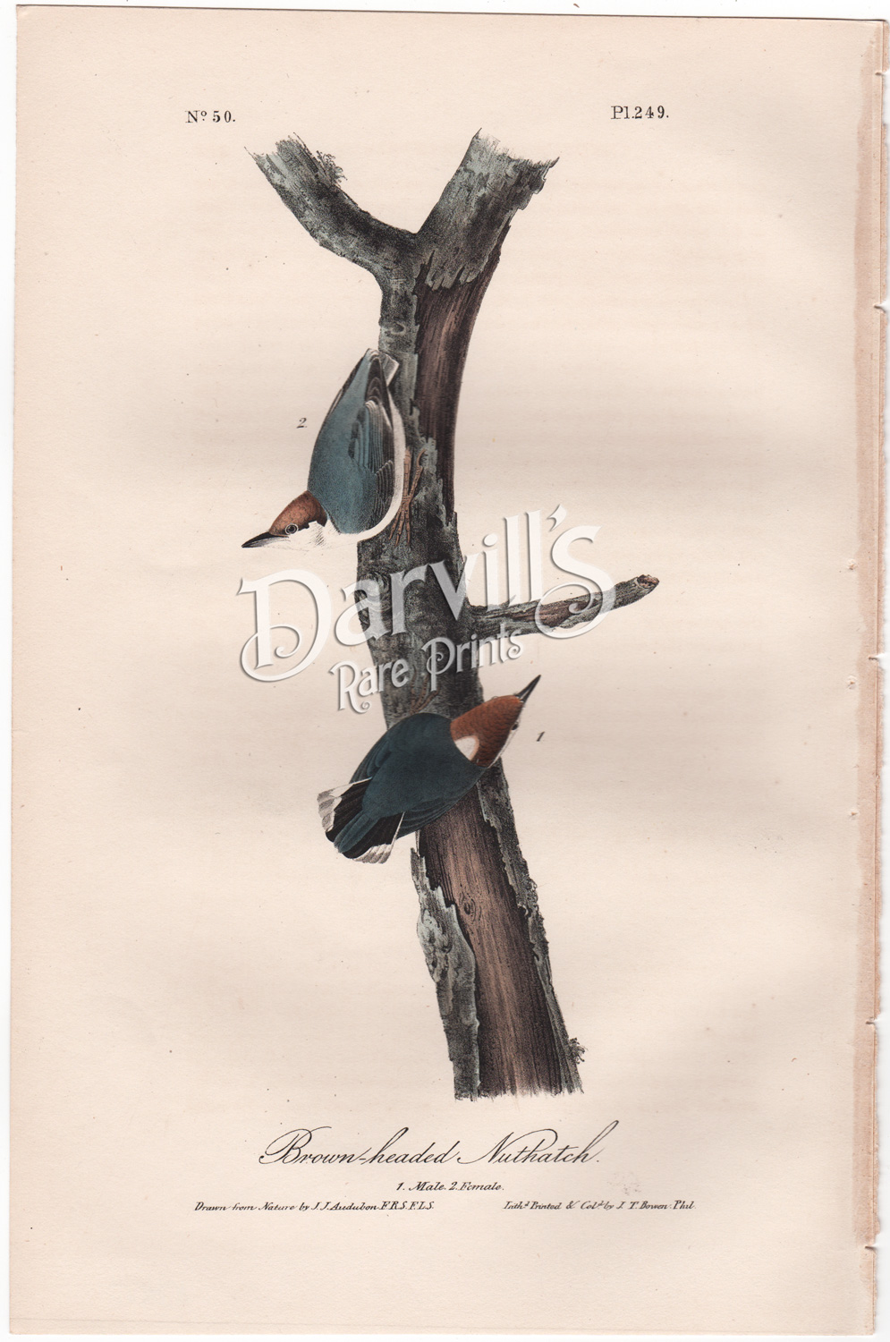 Brown-headed Nuthatch plate 249