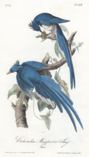 Columbia Magpie or Jay