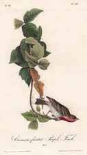 Crimson-fronted Purple Finch Pl. 197 