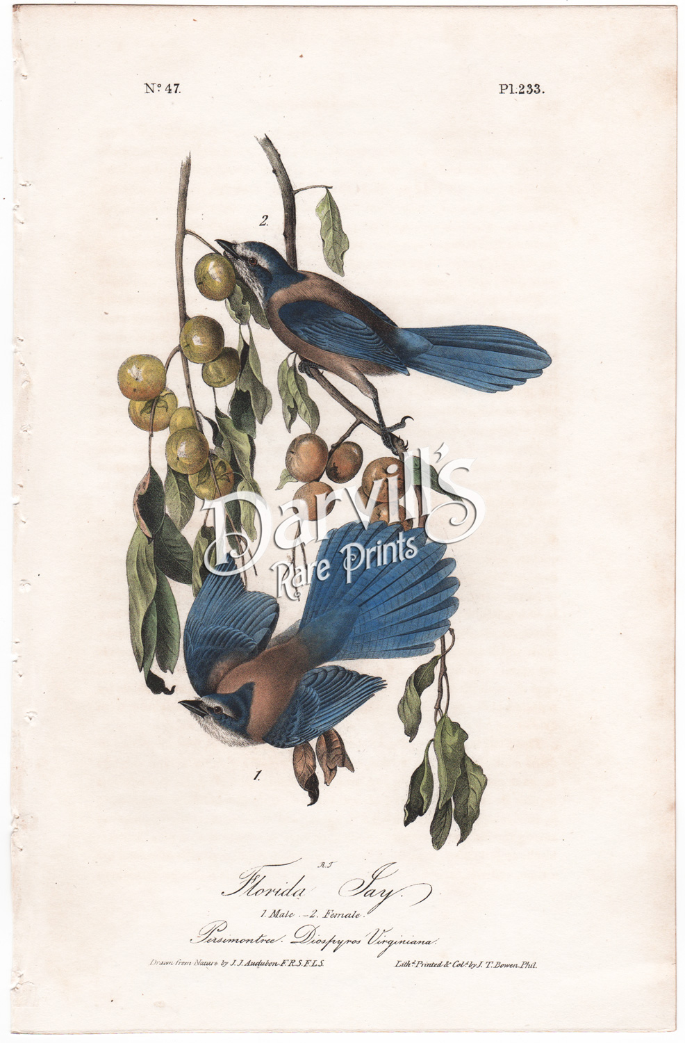 Audubon Florida Jay first edition plate 233