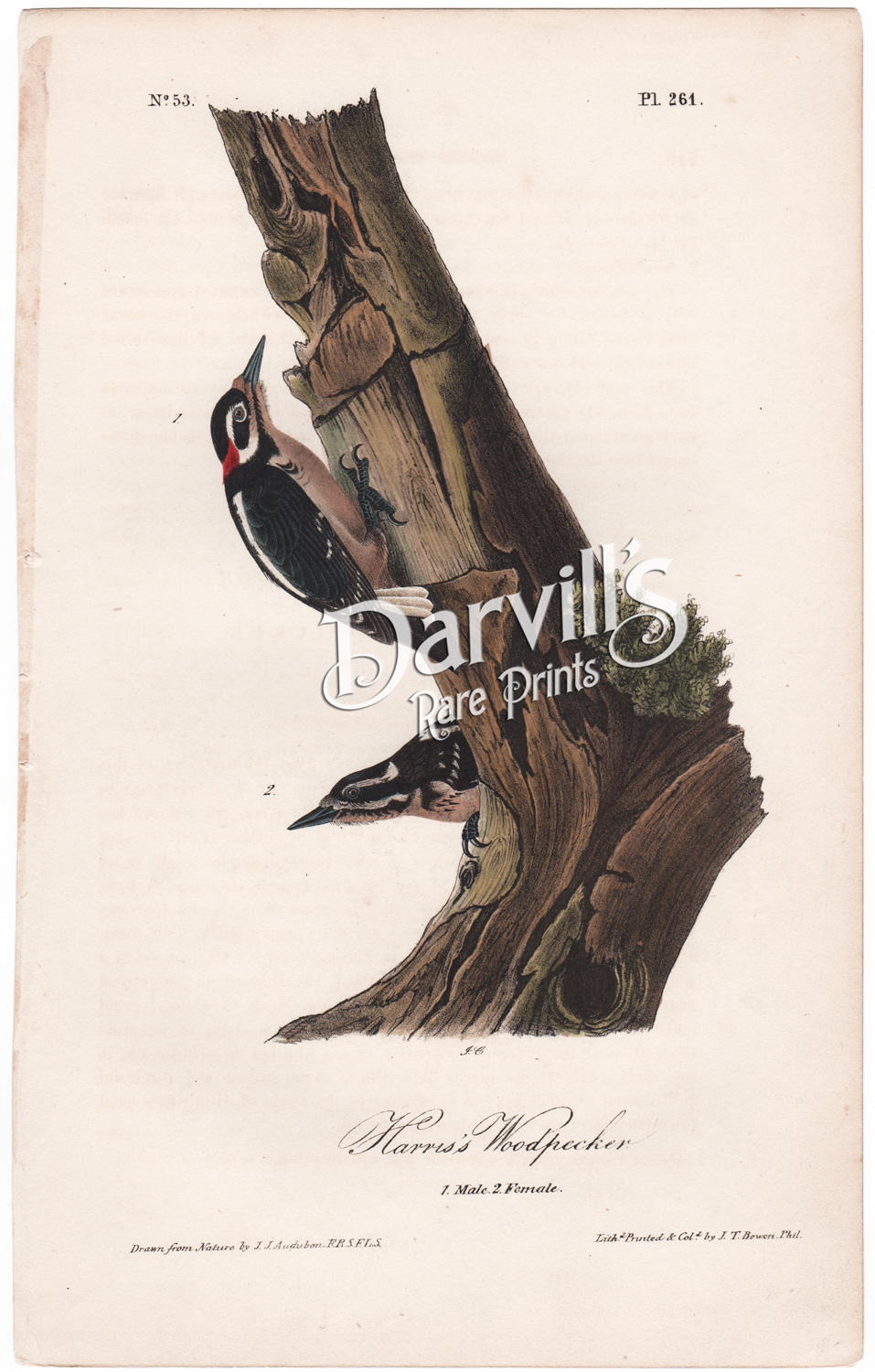 Harris's Woodpecker plate 261