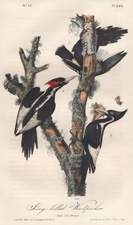 Pileated Woodpecker