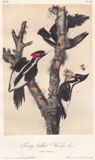 Pileated Woodpecker