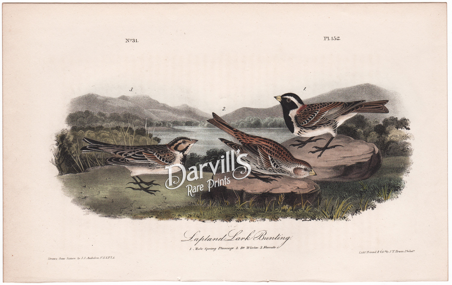 Lapland Lark Bunting, plate 152