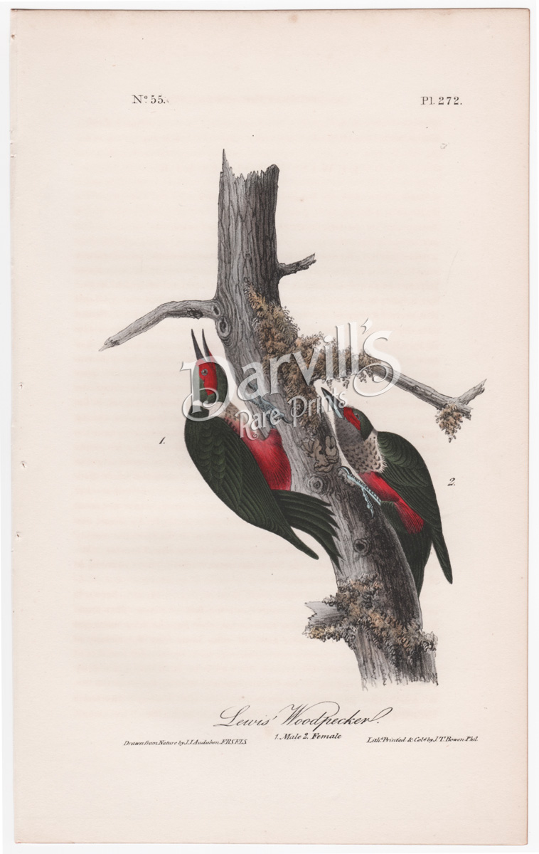 Lewis' Woodpecker plate 272