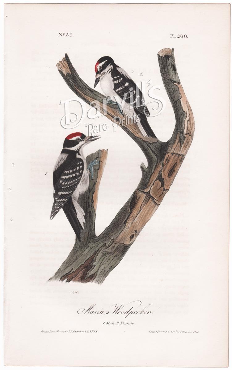 Maria's Woodpecker plate 260