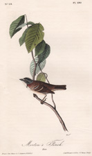 Morton's Finch