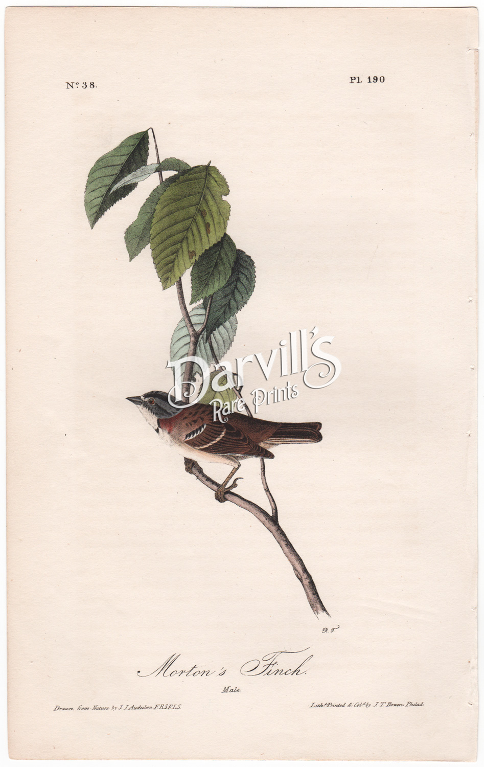 Morton's Finch plate 190