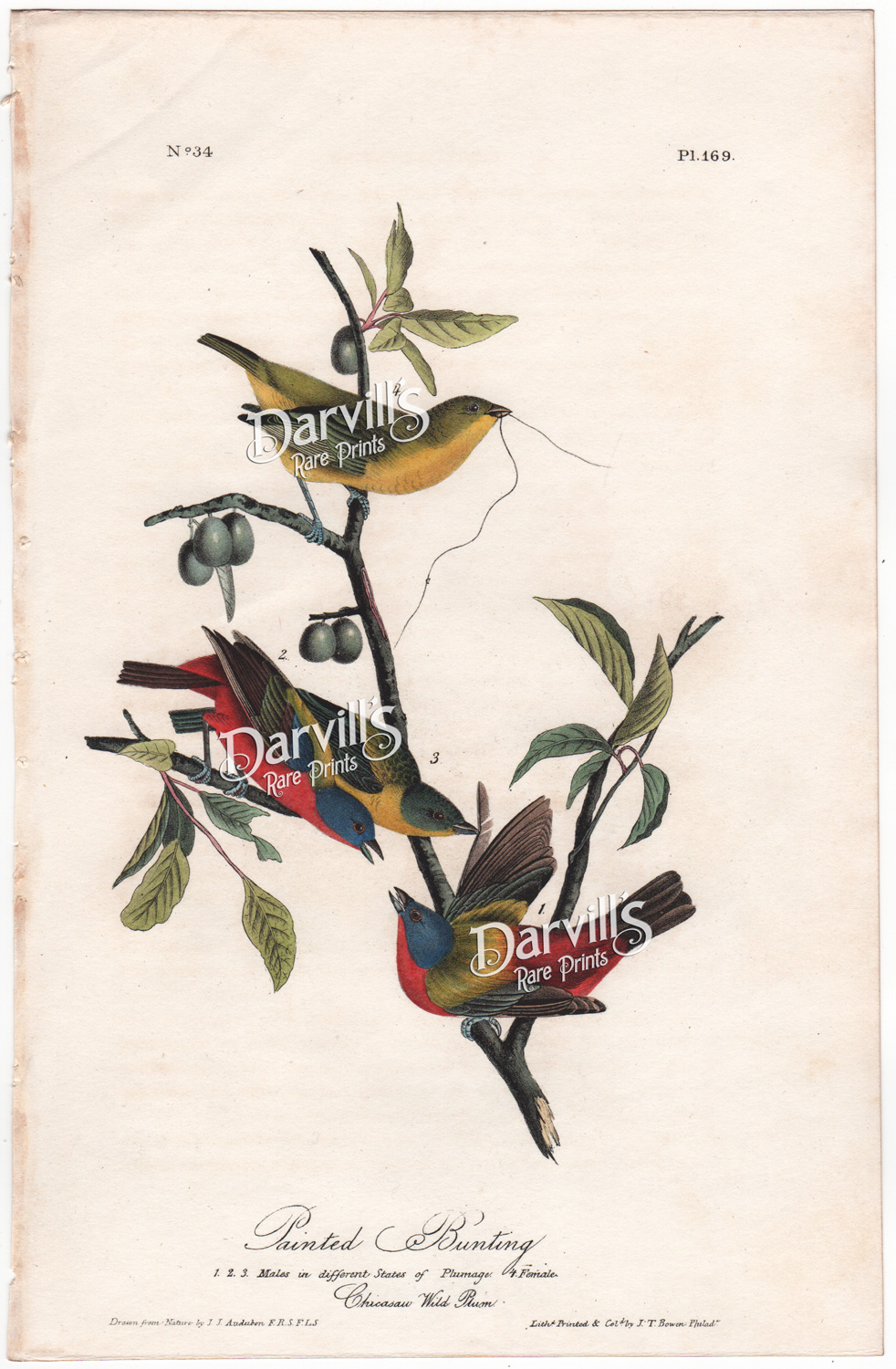 Painted Bunting plate 169