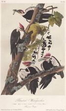 Pileated Woodpecker