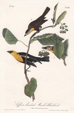 Saffron-headed Marsh Blackbird