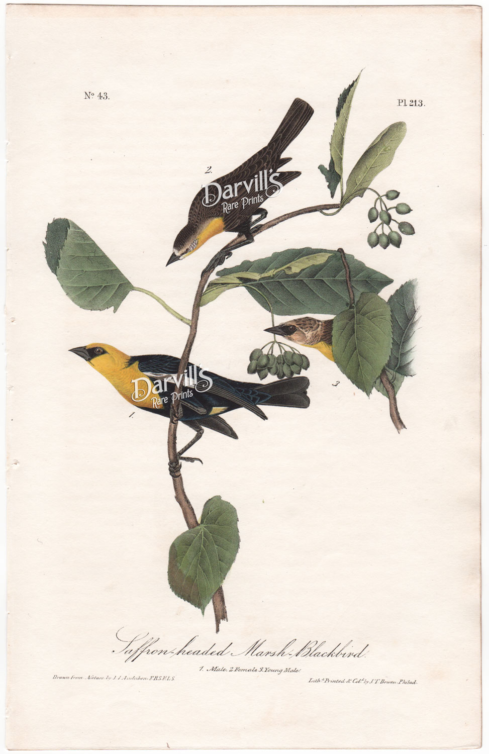 Saffron-headed Marsh Blackbird plate 213