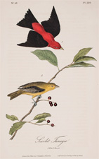 Scarlet Tanager