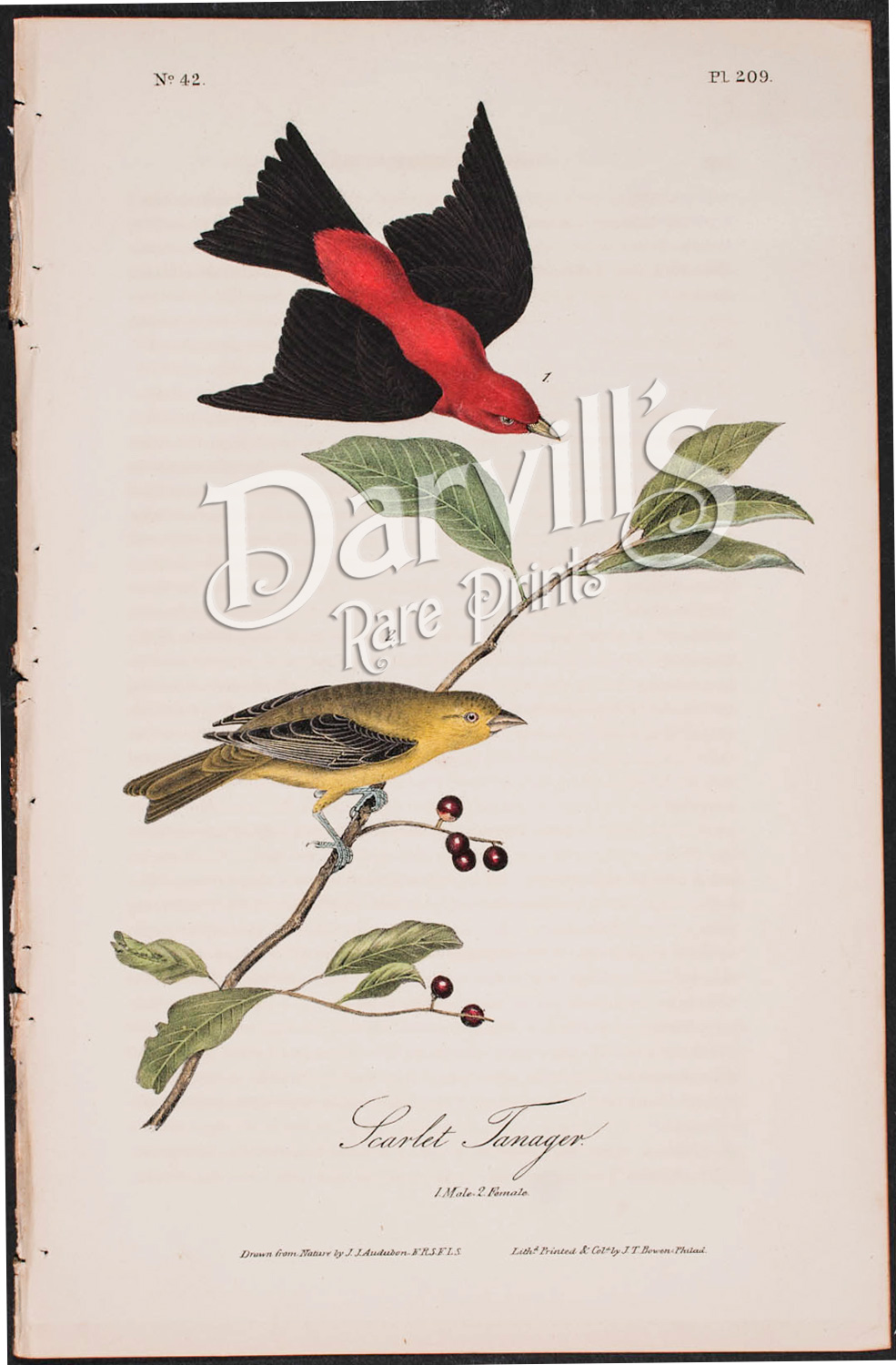 Audubon first edition octavo Scarlet Tanager plate 209
